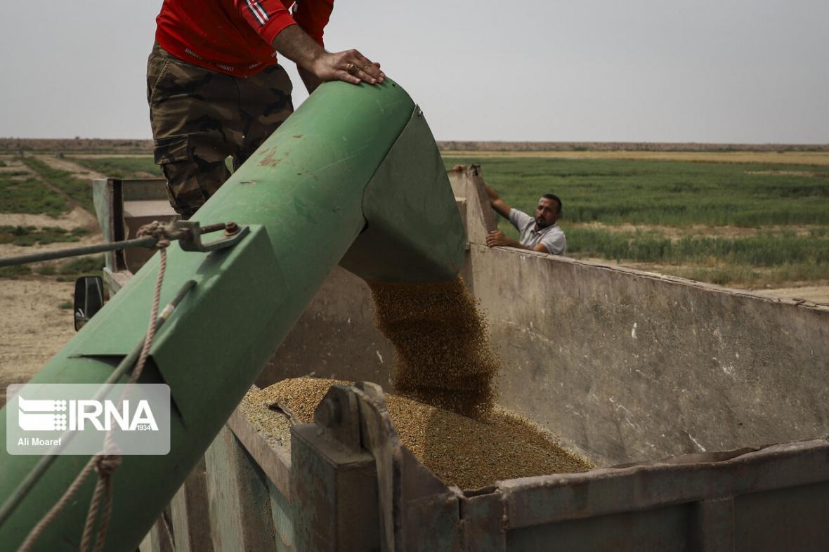 خبرنگاران میزان خرید گندم تضمینی در کردستان به بیش از 714 هزار تن رسید