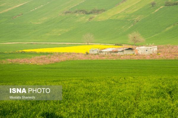 لزوم پیشگیری و کنترل آفات اول فصل کلزا لزوم پیشگیری و کنترل آفات اول فصل کلزا