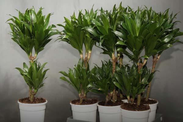 معرفی 2 روش ساده برای تکثیر دراسنا