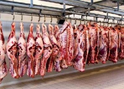 معدوم سازی یک لاشه گاو آلوده به انگل سارکوسیست در بیرجند